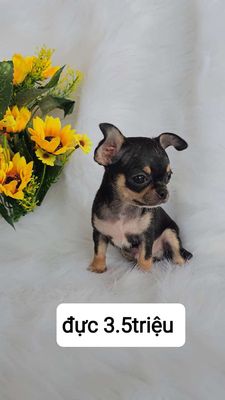 Chihuahua bé trai