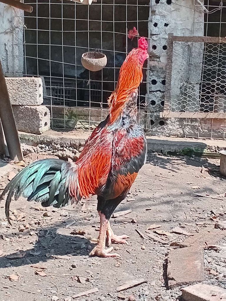 gà thịt . Mua bán Gà tại Huyện Thường Tín Hà Nội được đăng bởi Đức Thiện hình 1