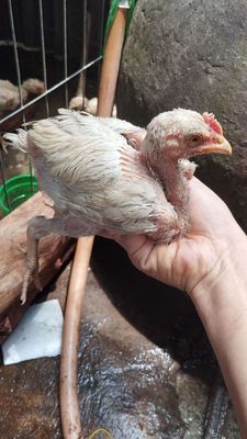 Bán gà con tầm 2 tháng tuổi . Tiêm chủng đầy đủ