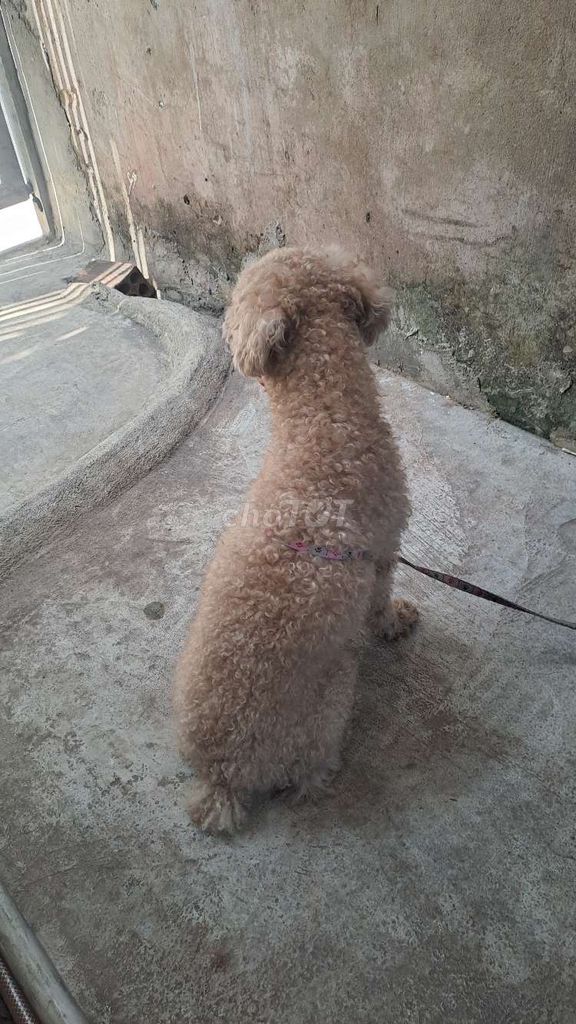 Chó Poodle đực chó tơ đã tiêm. Mua bán Chó tại Huyện Trảng Bom Đồng Nai được đăng bởi Nhật Khang hình 1
