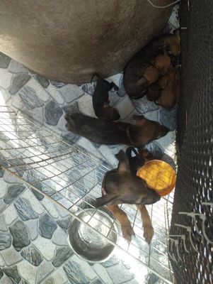 Tặng cún con