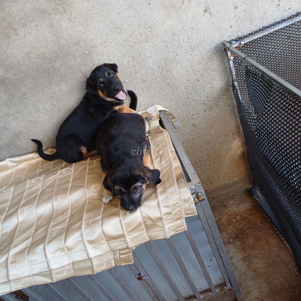 Chó Rottweiler lai Becgie Bỉ Đen vàng. Mua bán Chó tại Thành phố Buôn Ma Thuột Đắk Lắk được đăng bởi Nam Long hình 1
