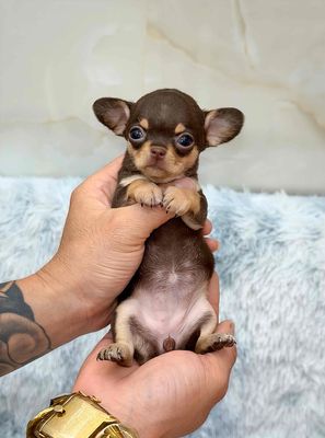 Chó Chihuahua choco tan