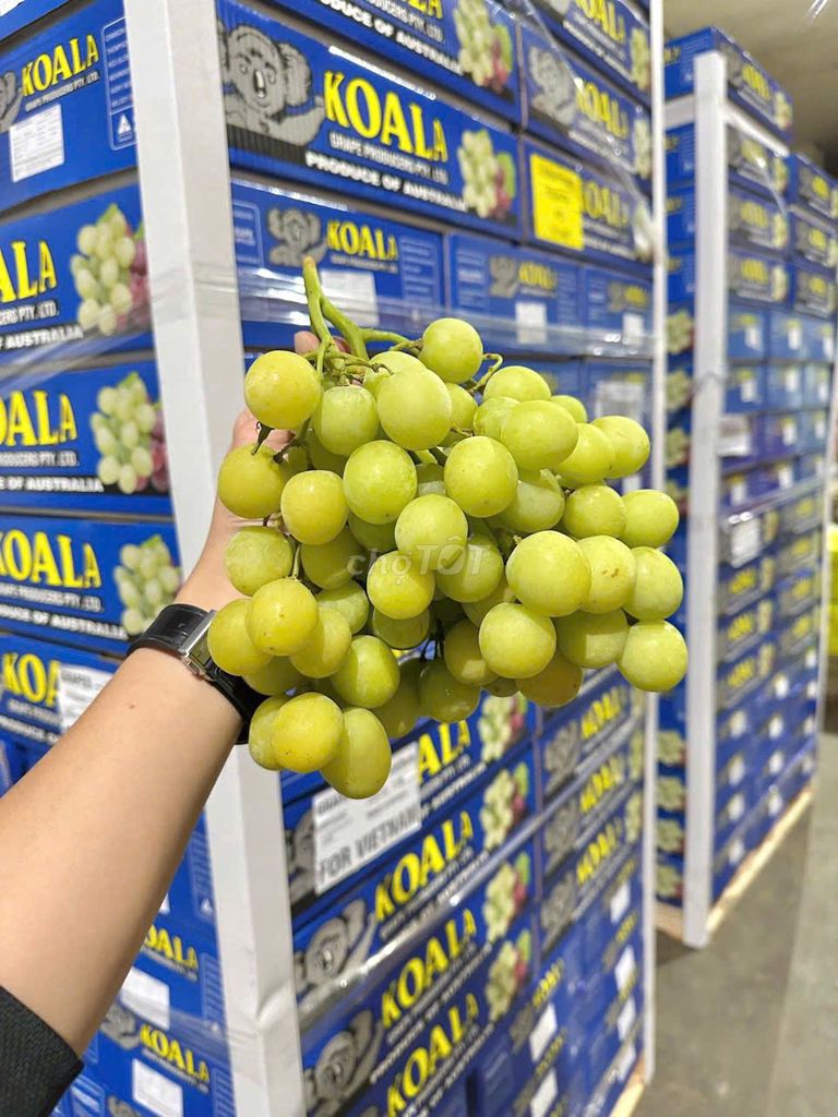 Nho Autum Koala Úc. Mua bán Đồ ăn, thực phẩm và các loại khác tại Quận Bình Thạnh Tp Hồ Chí Minh được đăng bởi LIC Stores SÀI GÒN hình 1