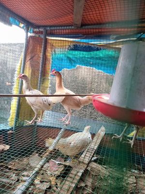 Trứng gà tre cha12x mẹ 8x trạng 1,2kg trở lên. Mua bán Gà tại Quận 1 Tp Hồ Chí Minh được đăng bởi Gà Tre Phở QN TPHCM