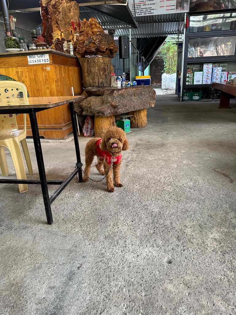 Chó Poodle đực 10 tháng. Mua bán Chó tại Quận Cẩm Lệ Đà Nẵng được đăng bởi Nguyễn Hữu Anh Vũ hình 1