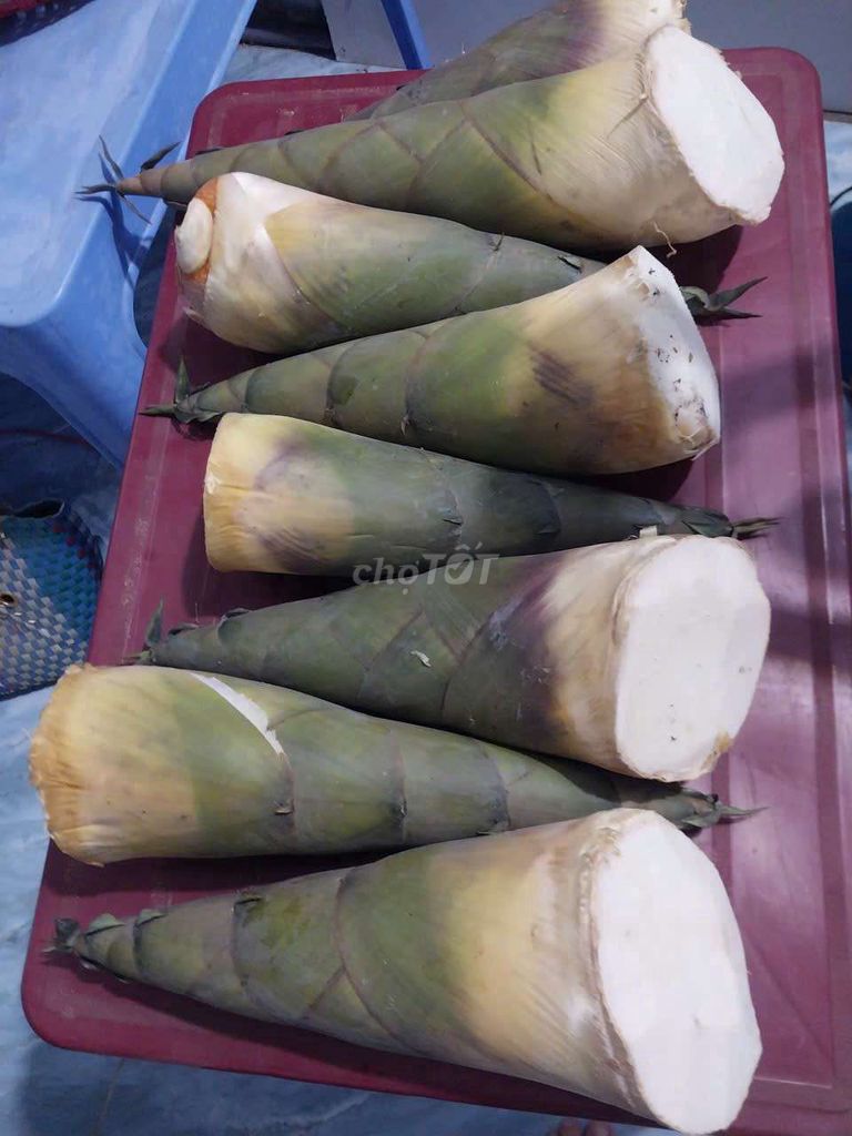 Măng tre Xanh, trắng Tre. Mua bán Đồ ăn, thực phẩm và các loại khác tại Quận Bình Thuỷ Cần Thơ được đăng bởi Ý Vinh hình 1