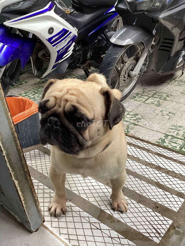Chó pug đực mini. Mua bán Chó tại Huyện Hóc Môn Tp Hồ Chí Minh được đăng bởi phạm mẫn hình 2