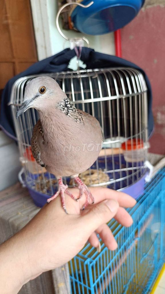 Chim cảnh trống màu Nâu. Mua bán Chim tại Thành phố Dĩ An Bình Dương được đăng bởi hoàng hình 1