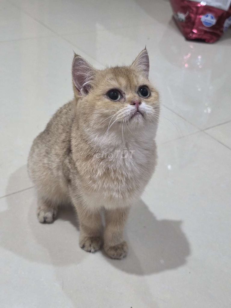 Mèo Golden Quấn Người. Mua bán Mèo tại Quận 8 Tp Hồ Chí Minh được đăng bởi Nhật anh hình 1