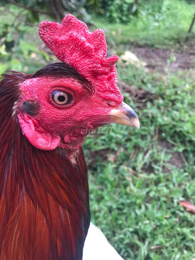 trông asilmi noi 2.7kg. Mua bán Gà tại Huyện Mang Thít Vĩnh Long được đăng bởi Hưng Quoc hình 2