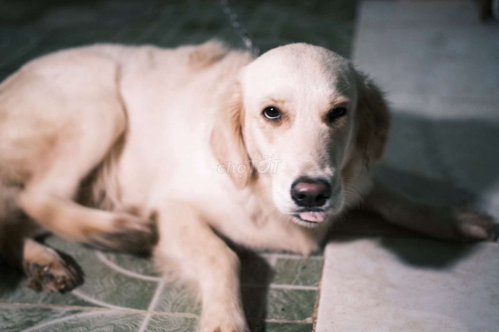 Chó Golden. Mua bán Chó tại Thành phố Dĩ An Bình Dương được đăng bởi Minh Lê hình 3