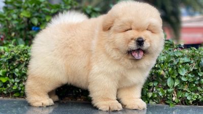 Chó chow chow 1 năm tuổi. Mua bán Chó tại Quận 1 Tp Hồ Chí Minh được đăng bởi Drai