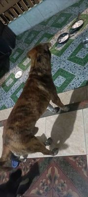 Chó đực to Bôn, Báo