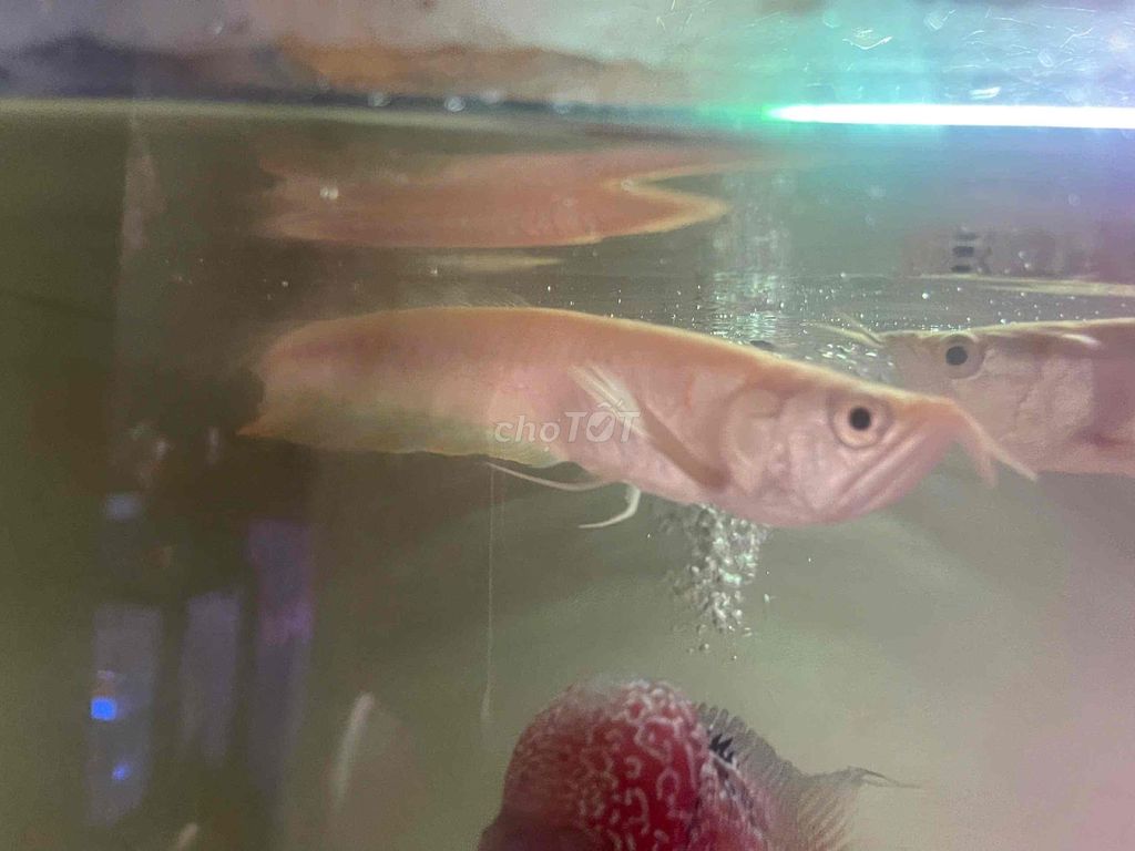 Cá cảnh Ngân long Albino 17-18cm. Mua bán Thú cưng khác tại Quận 12 Tp Hồ Chí Minh được đăng bởi Cá Cảnh Hiệp Thành hình 1