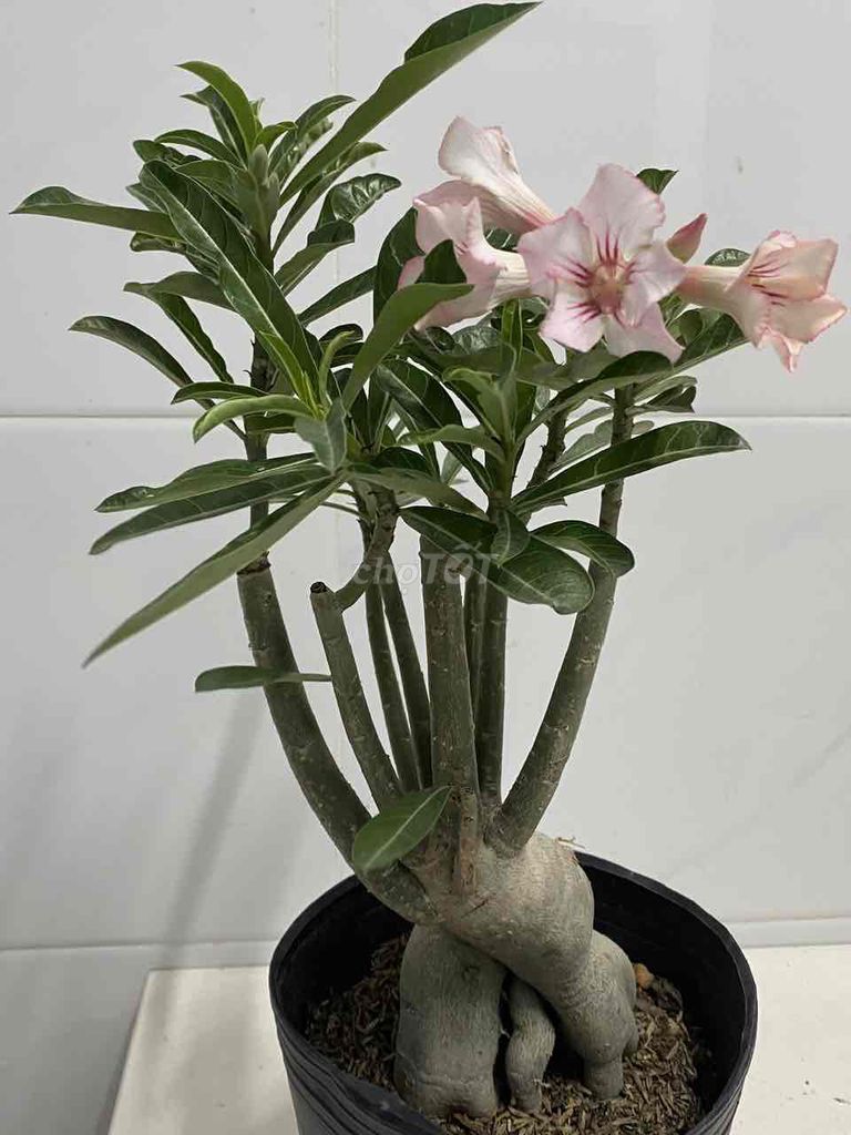 sứ hạt. Mua bán Cây cảnh, đồ trang trí tại Quận 7 Tp Hồ Chí Minh được đăng bởi Nga Trần hình 1