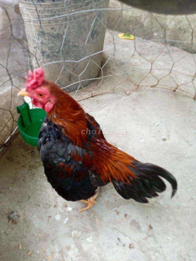 Gà trống Bắc cần liên hệ. Mua bán Gà tại Quận Thốt Nốt Cần Thơ được đăng bởi gà tre Bắc  hình 1