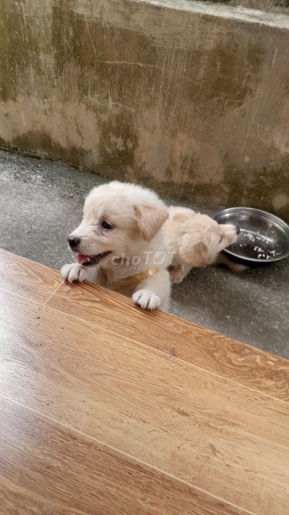 Chó lai Trắng kem con. Mua bán Chó tại Huyện Trực Ninh Nam Định được đăng bởi quân đồng hình 1