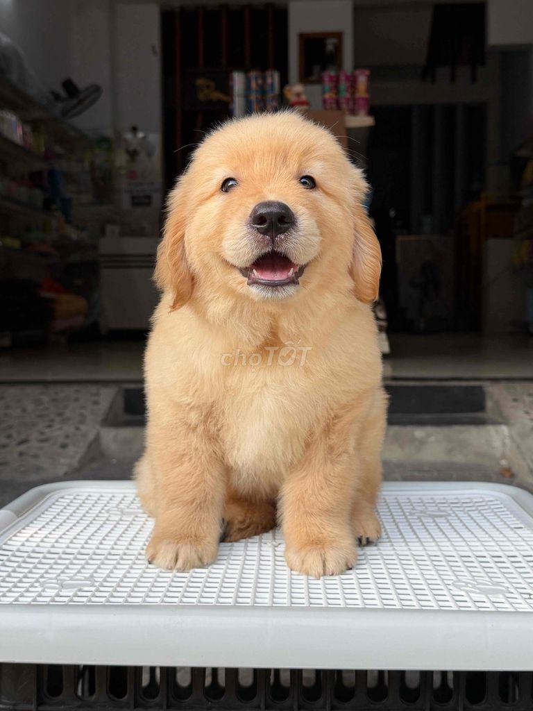 Chó Golden Retriever Vàng gold đã tiêm. Mua bán Chó tại Quận Liên Chiểu Đà Nẵng được đăng bởi DC PETHOUSE hình 1