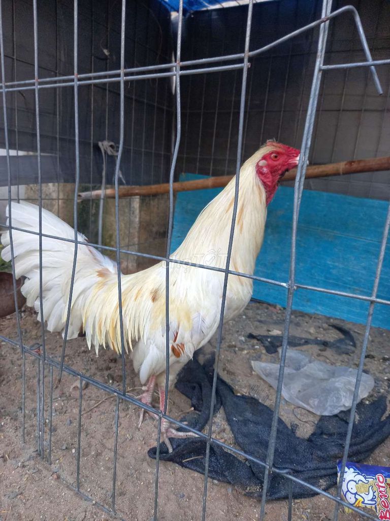 Gà Trắng 1.550kg. Mua bán Gà tại Huyện Hóc Môn Tp Hồ Chí Minh được đăng bởi Tiến Gồm hình 1