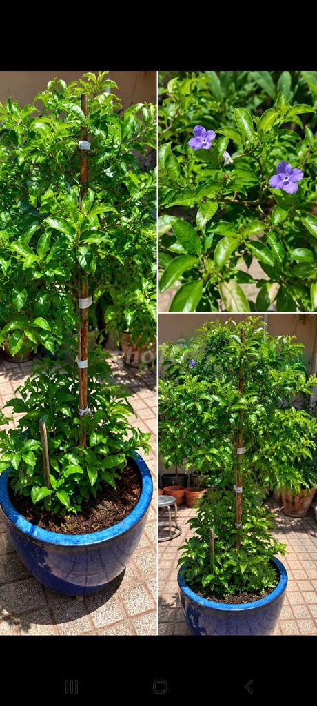 Cây cảnh Nhài Nhật 1,3m( một cốt ). Mua bán Cây cảnh, đồ trang trí tại Huyện Xuyên Mộc Bà Rịa - Vũng Tàu được đăng bởi Dung Quoc  hình 1