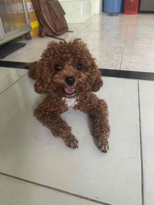 Chó Poodle nâu đã tiêm phòng