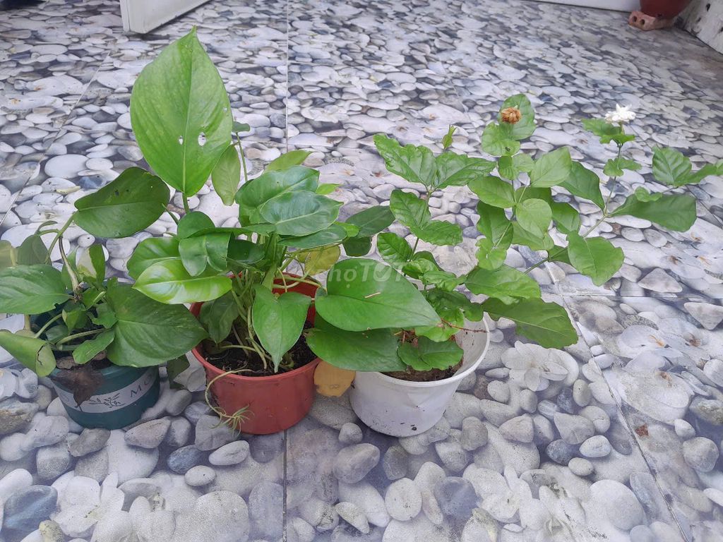 Cây thanh lý