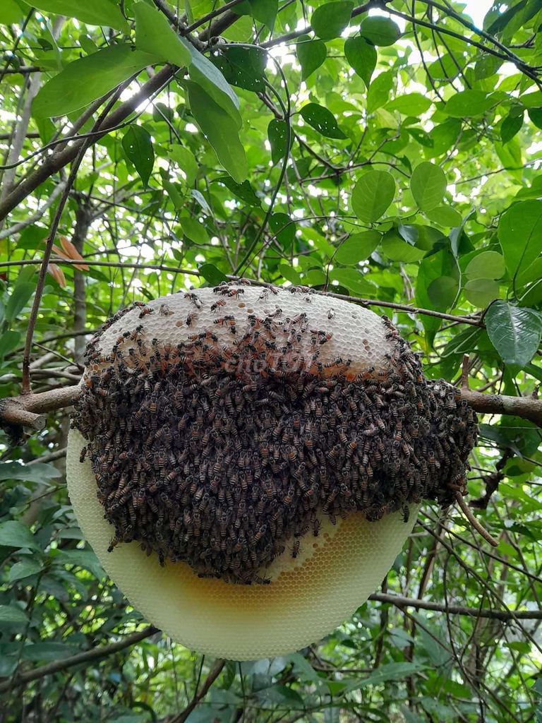 Bán mật ong rừng nguyên tổ
