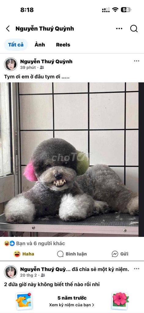 Dịch vụ tắm chải lông Chó Mèo Q10. Mua bán Phụ kiện, Thức ăn, Dịch vụ tại Quận Tân Bình Tp Hồ Chí Minh được đăng bởi Trịnh Hải Đường hình 1