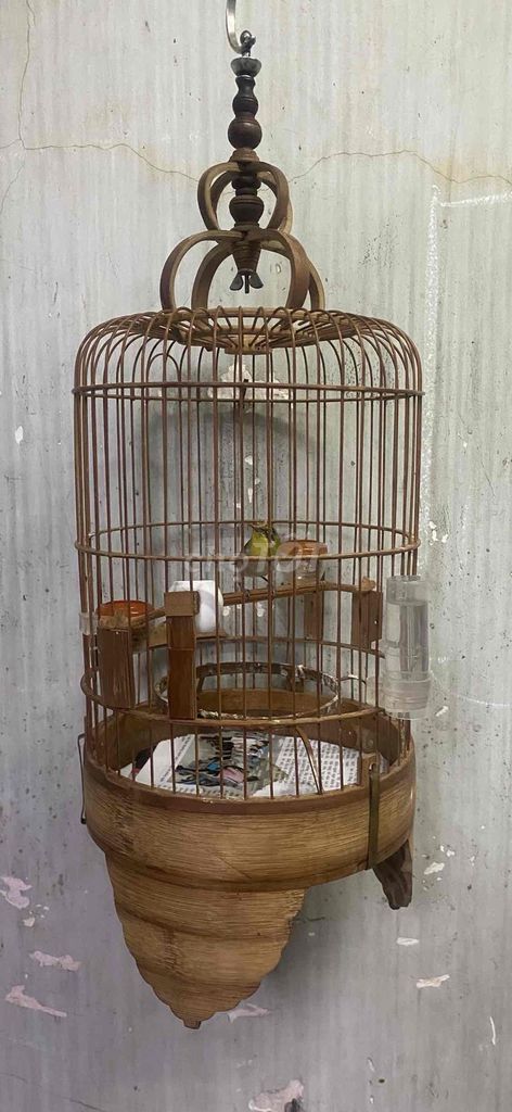 một bộ khoen xanh một mùa. Mua bán Chim tại Quận 6 Tp Hồ Chí Minh được đăng bởi Thành Long hình 1