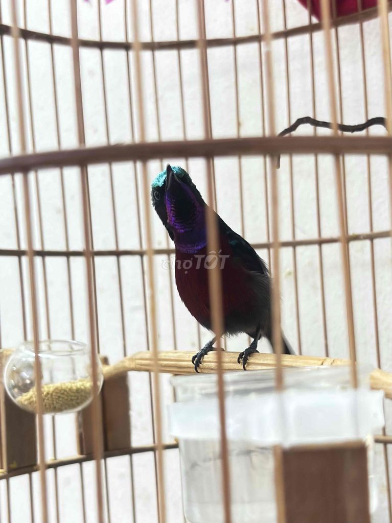 7 màu thuần 3 mùa hót múa. Mua bán Chim tại Quận 12 Tp Hồ Chí Minh được đăng bởi Triển hình 1