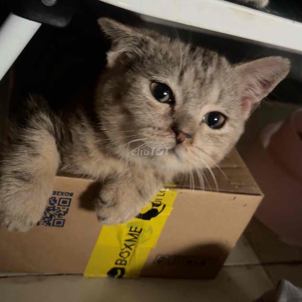 Mèo Aln Tappy Choco đực 3 tháng. Mua bán Mèo tại Quận Gò Vấp Tp Hồ Chí Minh được đăng bởi • Hà hình 1