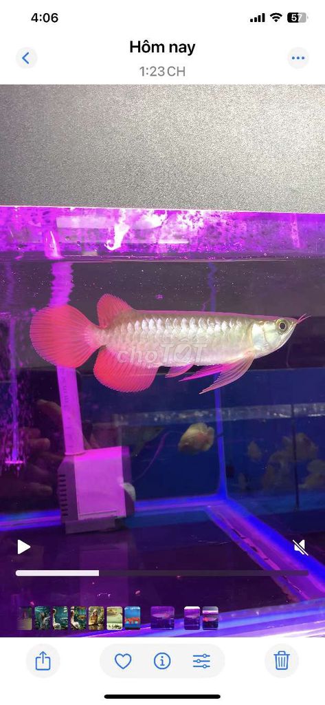 Cá Rồng Huyết Long size 20cm Indonesia chuẩn chỉ. Mua bán Thú cưng khác tại Huyện Bình Chánh Tp Hồ Chí Minh được đăng bởi Tuấn Anh Cá Kiểng Online hình 4