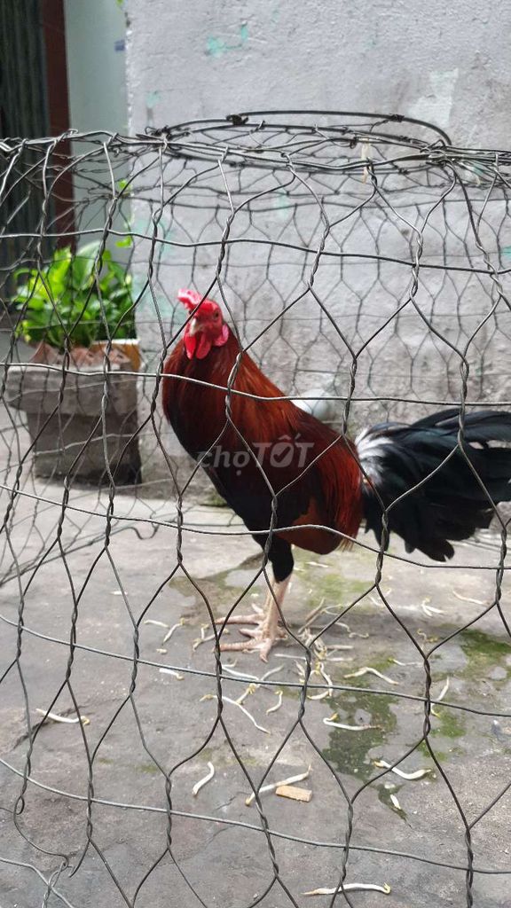Gà điều chân trắng cán vuông