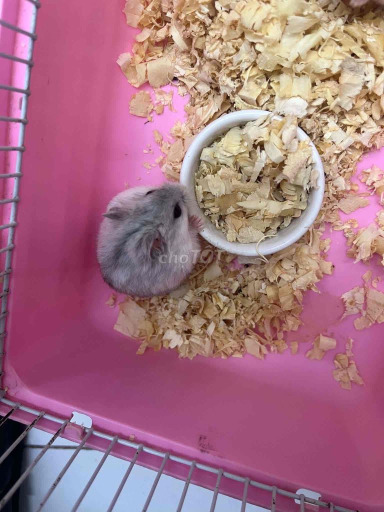 Hamster WW trắng xọc đen cute 🐹. Mua bán Thú cưng khác tại Huyện Thanh Trì Hà Nội được đăng bởi Vũ Hà hình 1