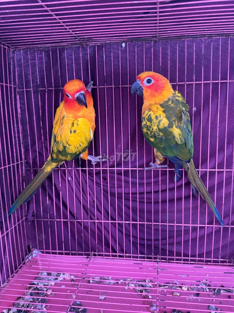Vẹt mặt trời sunconure. Mua bán Chim tại Thành phố Bến Tre Bến Tre được đăng bởi Parrot Q5 hình 1