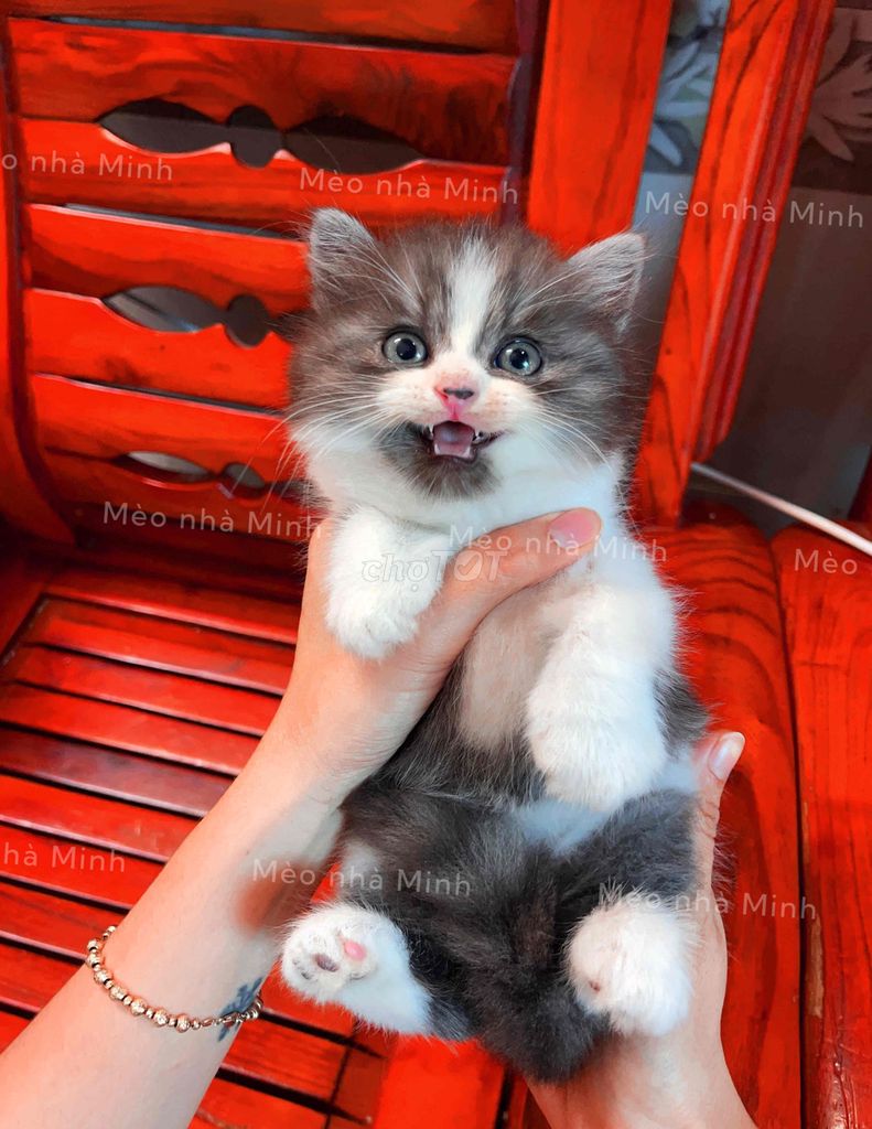 Mèo Anh  thuần chủng bé Đực. Mua bán Mèo tại Quận Gò Vấp Tp Hồ Chí Minh được đăng bởi Mèo Của Mình hình 1