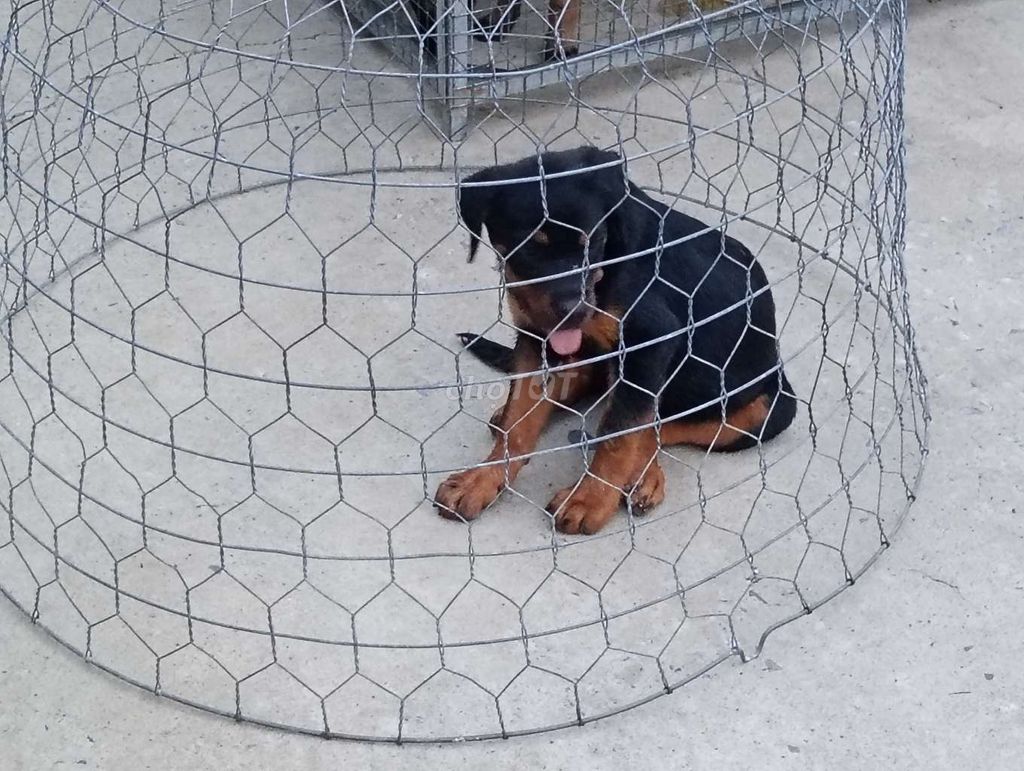 Chó Rottweiler ĐTSĐ. Mua bán Chó tại Huyện Cao Lãnh Đồng Tháp được đăng bởi Nhân Rottweiler  hình 1