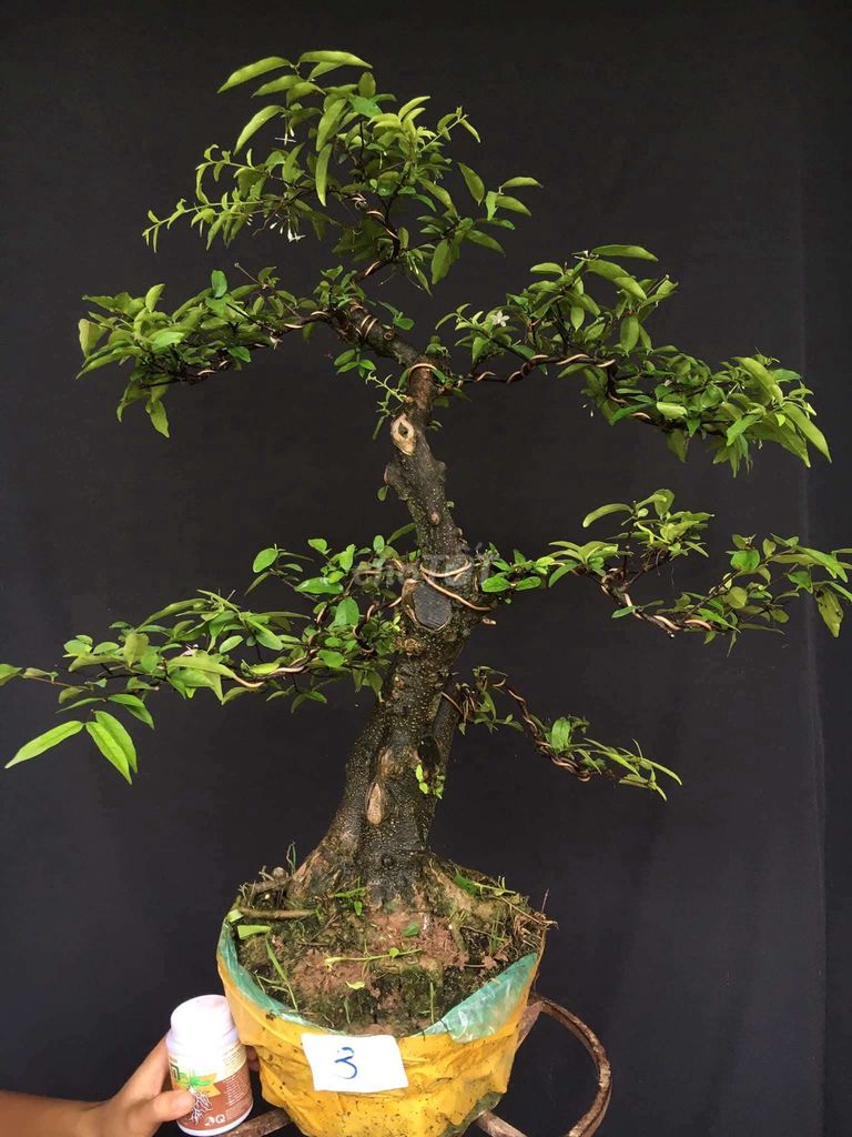 Thanh lý mai chiếu thủy. Mua bán Cây cảnh, đồ trang trí tại Huyện Ý Yên Nam Định được đăng bởi Đinh Cúc hình 1