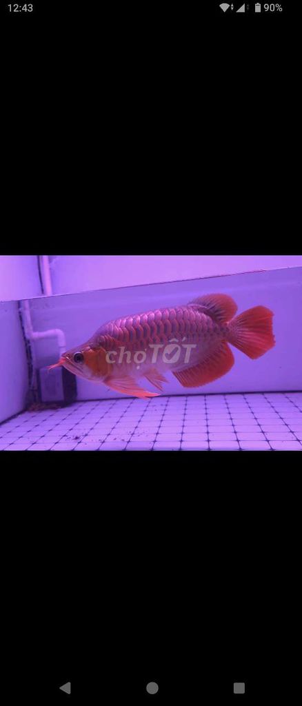 Fafu long gù cao chuẩn chỉ size 35cm có giao lưu