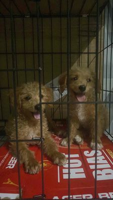 Cần bán  chó  Poodle lai