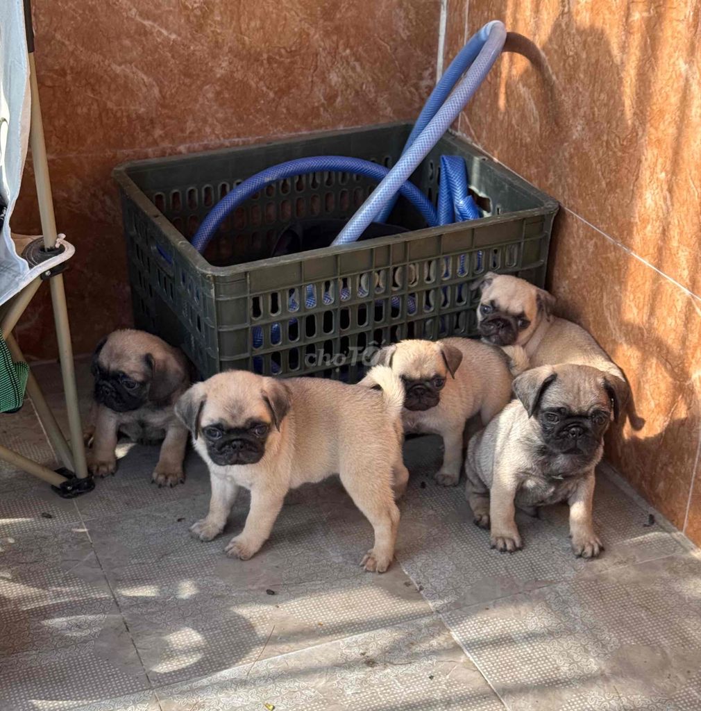 pug mặt xệ tại 22 nhơn hoà 9. Mua bán Chó tại Quận Cẩm Lệ Đà Nẵng được đăng bởi Anh Pet Shop hình 4
