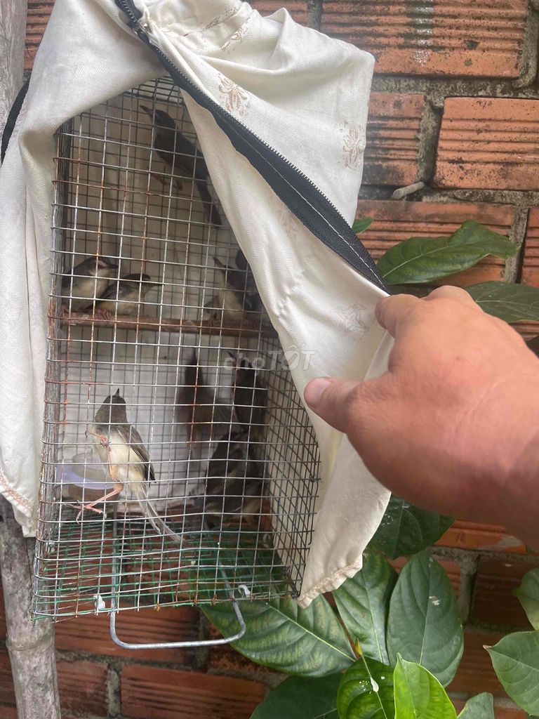 Chim bổi sau lat. Mua bán Chim tại Quận 5 Tp Hồ Chí Minh được đăng bởi Thành  hình 1