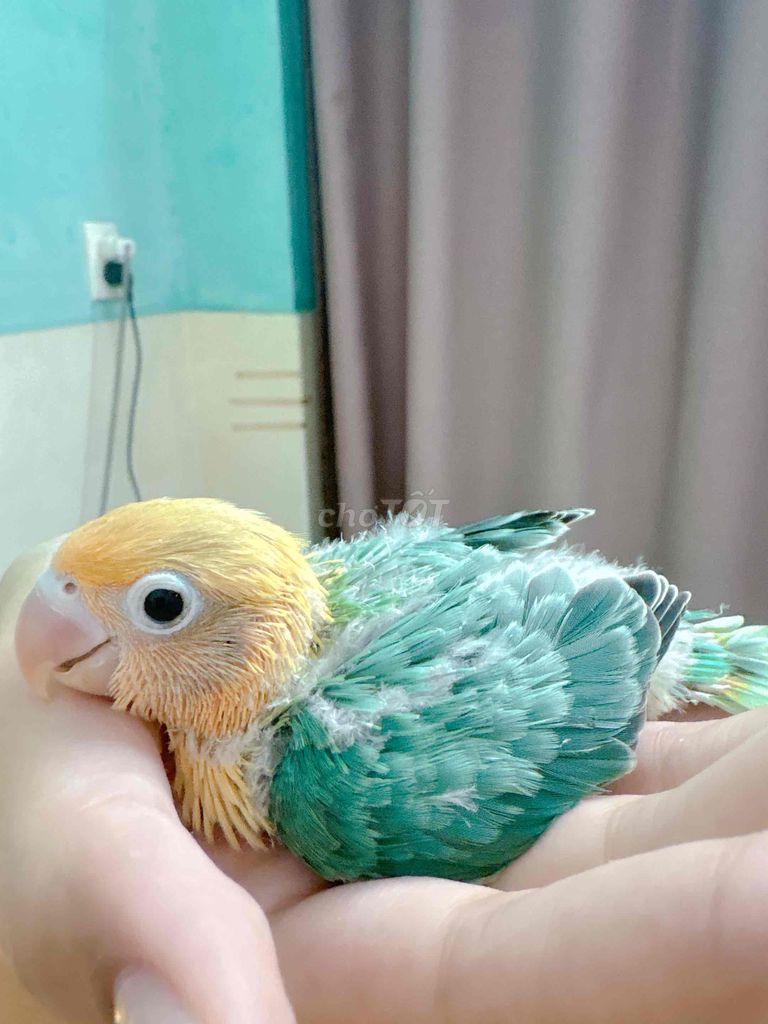lovebird baby sz đút bột. Mua bán Chim tại Quận Bình Tân Tp Hồ Chí Minh được đăng bởi Tiên hình 2