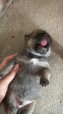 Chó cỏ chưa tiêm cần tặng