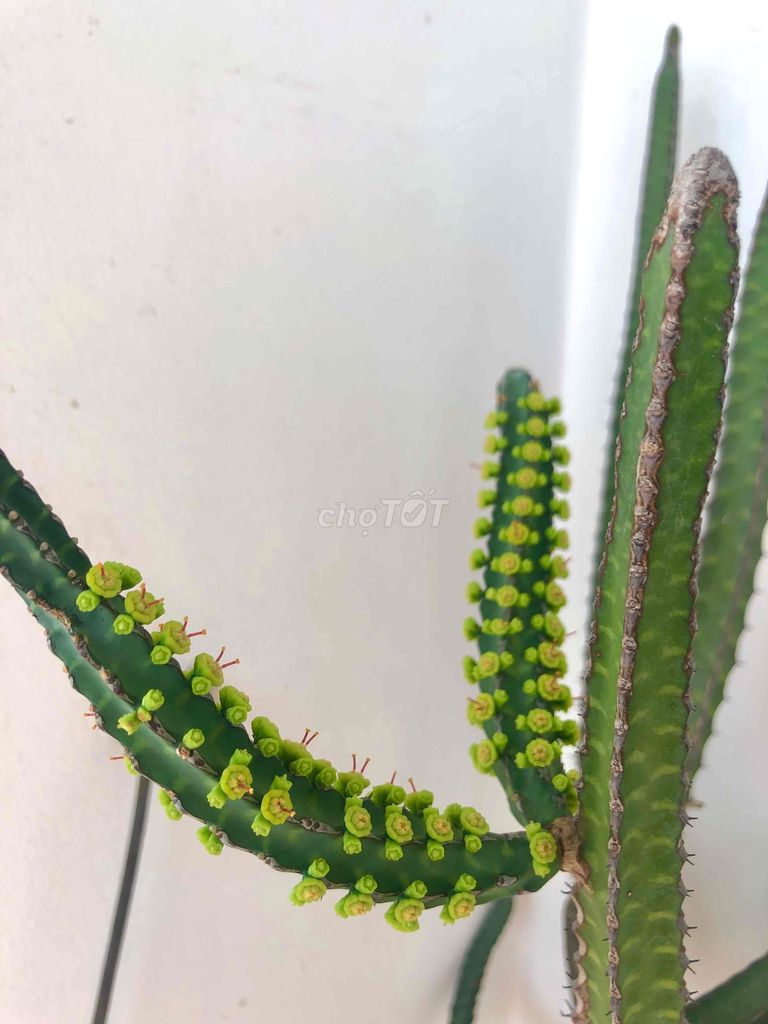 Cây xương rồng xanh 1m7. Mua bán Cây cảnh, đồ trang trí tại Quận Tân Bình Tp Hồ Chí Minh được đăng bởi Phúc PP hình 1