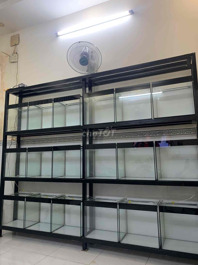 kingkamfa f2. Mua bán Thú cưng khác tại Quận 6 Tp Hồ Chí Minh được đăng bởi Trong Le hình 2