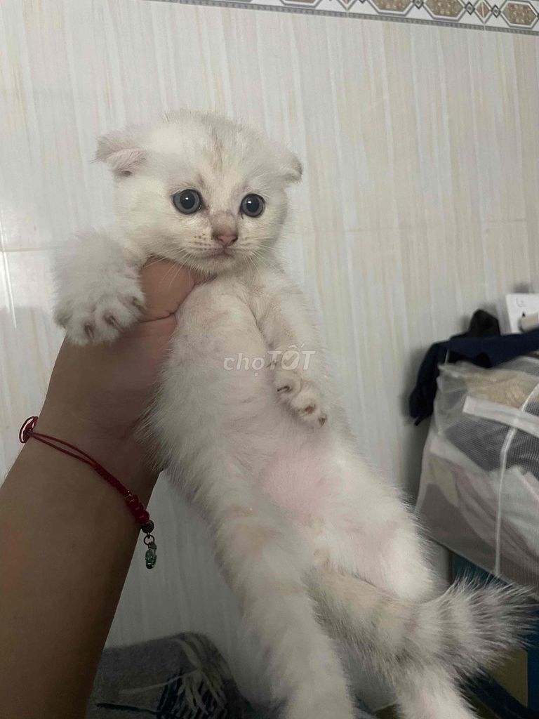 Mèo tai cụp Aln 2 tháng tuổi. Mua bán Mèo tại Huyện Cần Đước Long An được đăng bởi le hiếu hình 1