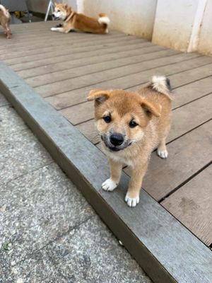 Chó Shiba Inu 2 tháng tuổi
