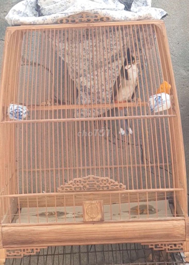 Chào Mào Bông Mùa 2 Phách Cup C Nhạy Xòe Dữ Chim. Mua bán Chim tại Thành phố Thủ Đức Tp Hồ Chí Minh được đăng bởi Chào Mào Bổi Giàn Cứng Thi Đấu hình 1